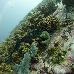 Panama_Malpelo_203