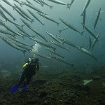 Panama_Malpelo_322