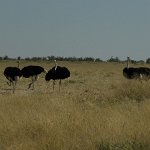 Namibia_426